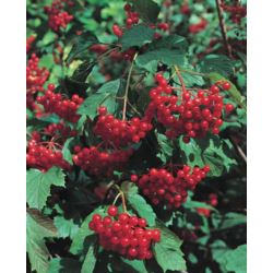 Viburnum opulus 'Compactum'