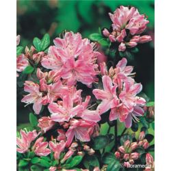 Azalea japonica 'Kermesina Rosé'