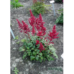 Astilbe arendsii x 'Etna'