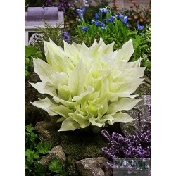 Hosta 'White Feathers'