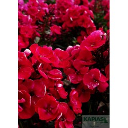 Phlox 'Red Riding Hood'