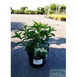 Hydrangea paniculata 'Little Alf' PBR