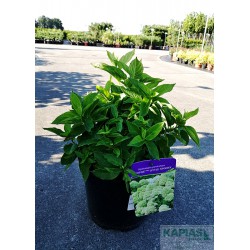 Hydrangea paniculata LITTLE SPOOKY 'GRHP08' PBR