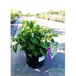 Hydrangea RUNAWAY BRIDE SNOW WHITE 'USHYD0405'
