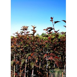 Physocarpus opulifolius DIABLE D'OR 'Mindia' Pa