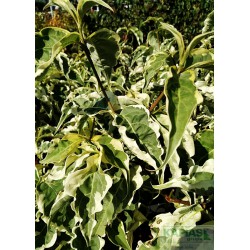Cornus kousa 'Peve Limbo'