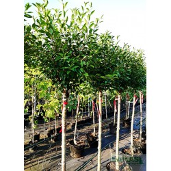 Prunus eminens x 'Umbraculifera'