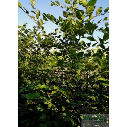 Carpinus betulus