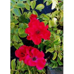 Rosa CITYFLOR 'Gloed'