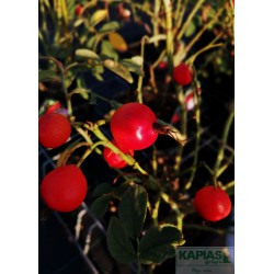Rosa villosa 'Karpatia'