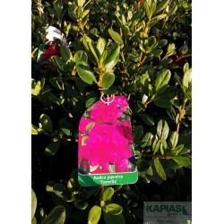 Azalea japonica 'Tornella'