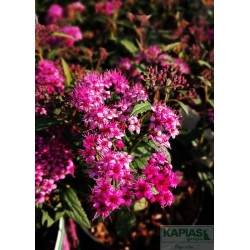 Spiraea japonica 'Dart's Red'