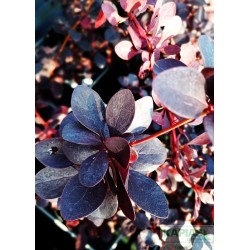 Berberis ottawensis x 'Superba'