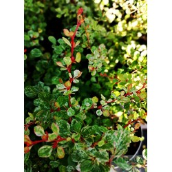 Berberis thunbergii 'Kórnik'