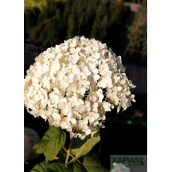 Hydrangea arborescens 'Annabelle'