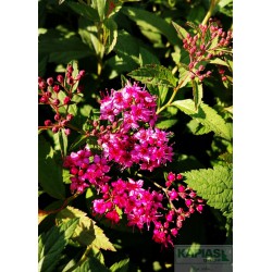 Spiraea japonica 'Anthony Waterer'