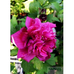 Hibiscus syriacus FRENCH CABARET RED 'Mindour1'