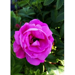 Rosa PASSION 'Rokoko'