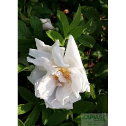 Rosa WHITE PERFECTION 'Schneeberg N°30'