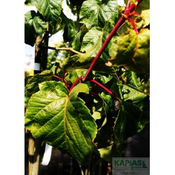 Acer conspicuum x 'Mozart'