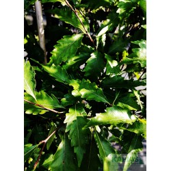 Fagus sylvatica 'Quercifolia'