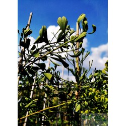 Ginkgo biloba 'Kořínek'