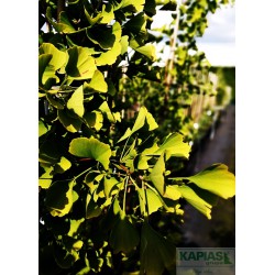 Ginkgo biloba 'Blagon'