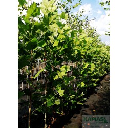Platanus hispanica x