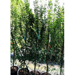 Carpinus betulus 'Fastigiata'