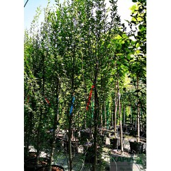 Carpinus betulus 'Fastigiata'