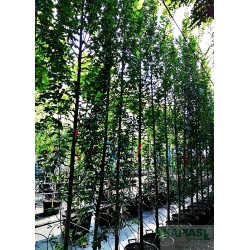 Carpinus betulus 'Lucas'