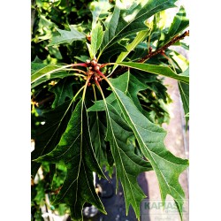 Quercus 'Mauri'