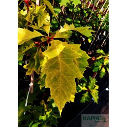 Quercus rubra 'Magic Fire'