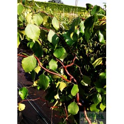 Betula pendula 'Spider Alley' PBR
