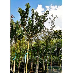 Acer campestre 'Anny`s Globe'