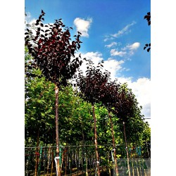 Prunus cerasifera 'Nigra'