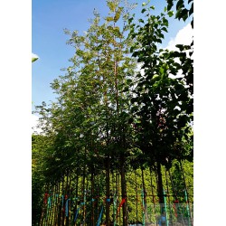 Sorbus aucuparia