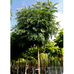 Robinia pseudoacacia 'Umbraculifera'