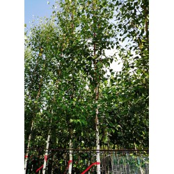 Betula pendula 'Zwitsers Glorie'