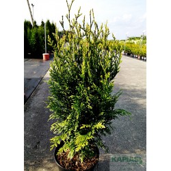 Thuja plicata 'Kórnik'