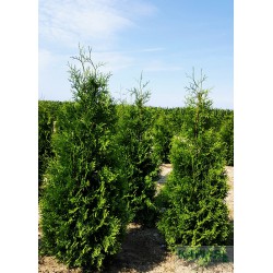 Thuja occidentalis 'Brabant'