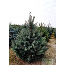Picea pungens f. glauca