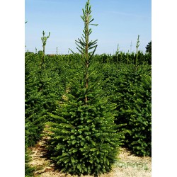 Picea omorika
