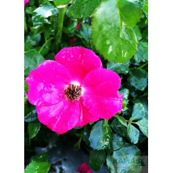 Rosa 'Stadt Rom'