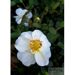 Rosa SCHNEEKÖNIGIN 'Tanigino' PBR