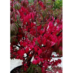 Euonymus alatus