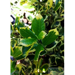 Ilex altaclerensis x 'Golden King'