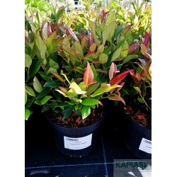 Leucothoe SCARLETTA 'Zeblid'