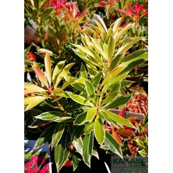 Pieris 'Flaming Silver'