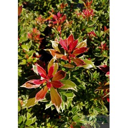 Pieris japonica 'Little Heath'